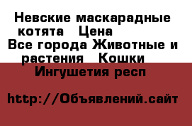 Невские маскарадные котята › Цена ­ 20 000 - Все города Животные и растения » Кошки   . Ингушетия респ.